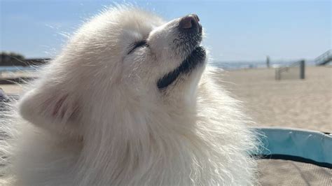 brian kibler shiro|brian kibler dog.